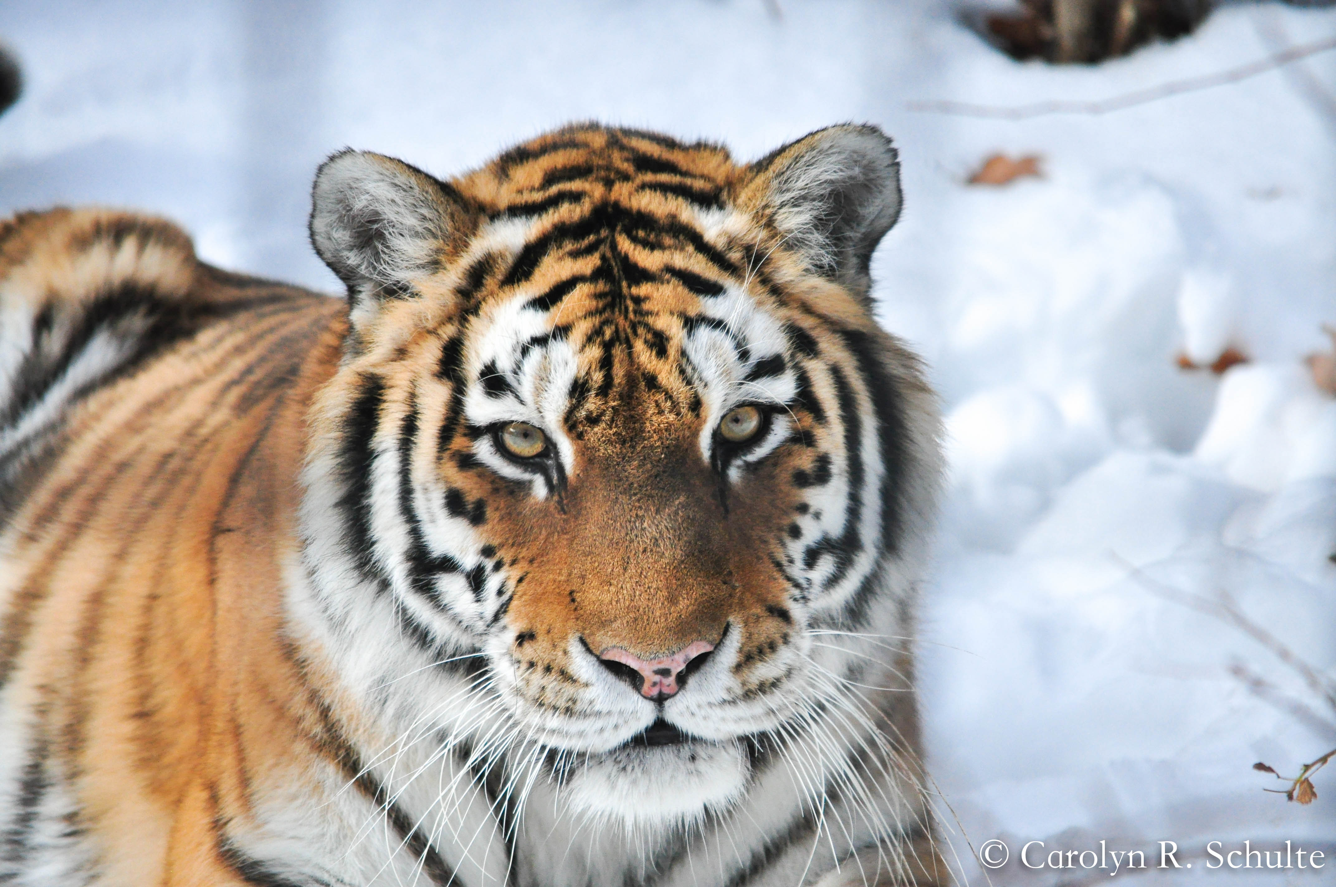 Tiger! Tiger! Exhibit