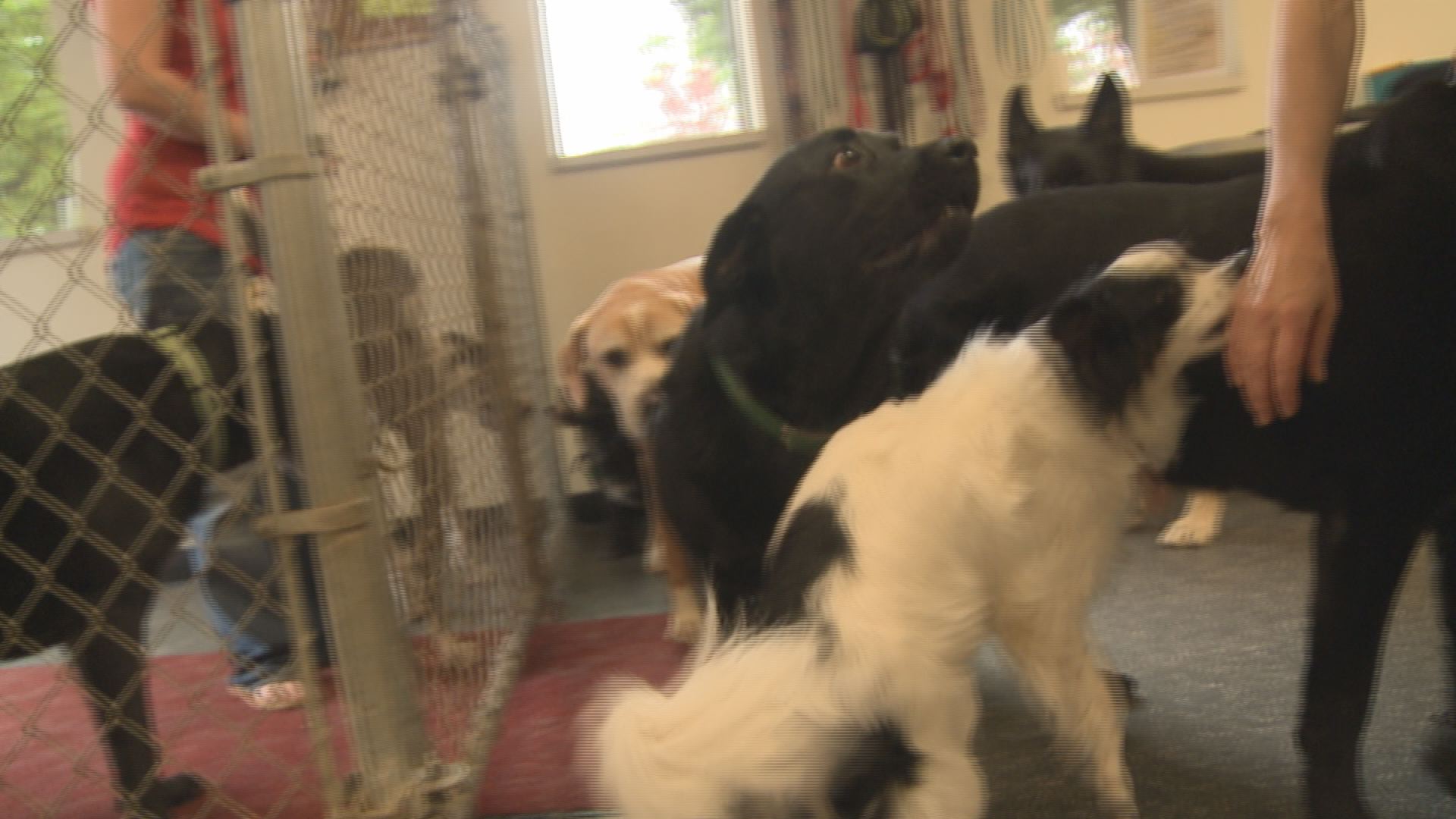 Why dogs attack | wzzm13.com