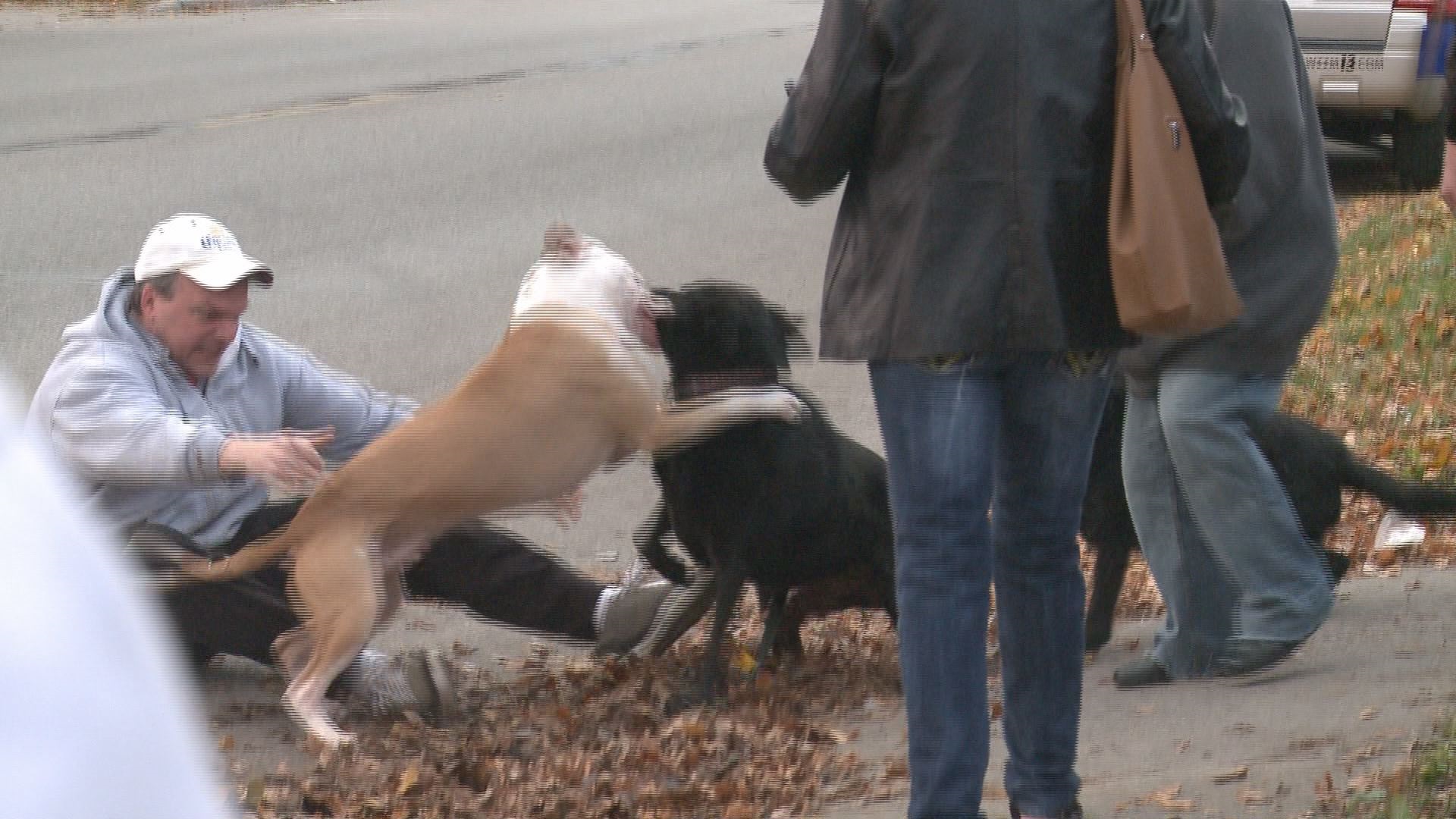 Police use Taser when pit bull escapes leash, attacks dog 