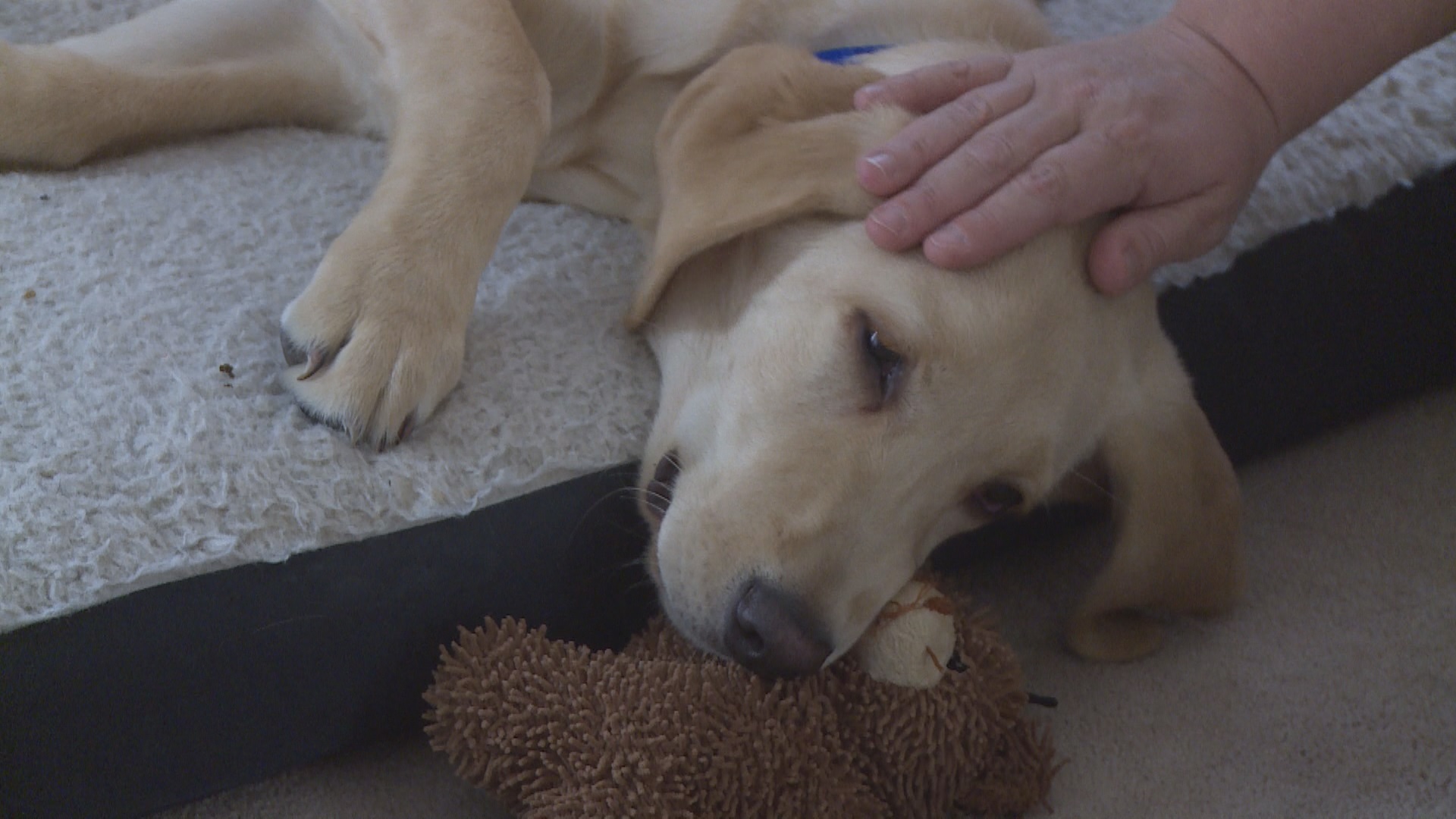 Can Dogs Get Reinfected With Parvo