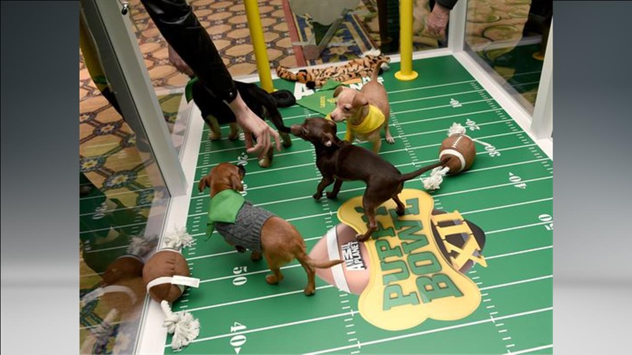 Cuteness alert! Meet the Puppy Bowl players