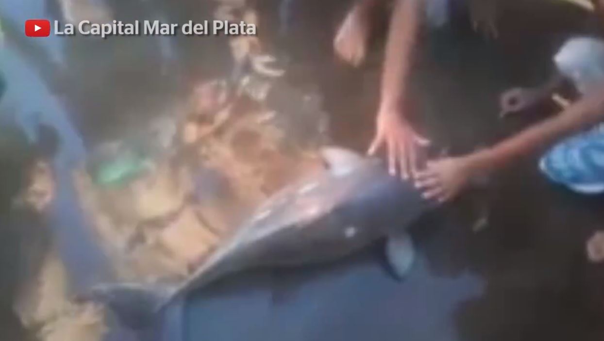 Baby dolphin dies after beach-goers take selfies with it | wzzm13.com