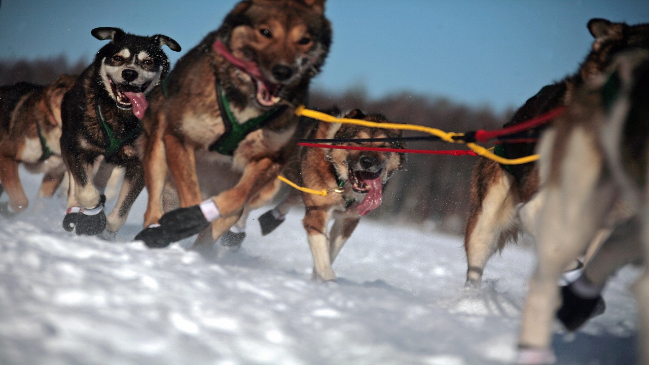 Arrest after snowmobiler mows down sled dogs at Iditarod race in