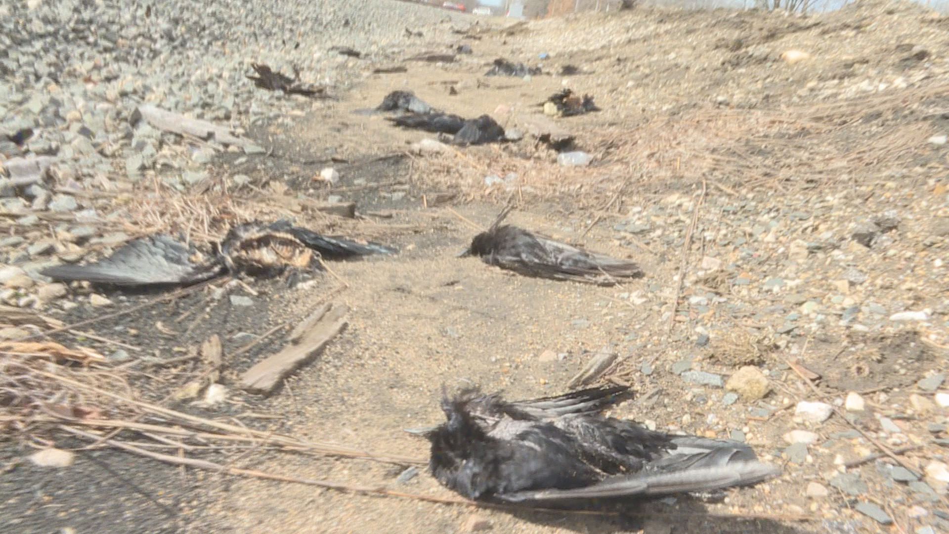 Hundreds of dead crows found near Battle Creek in Michigan, USA | Earth