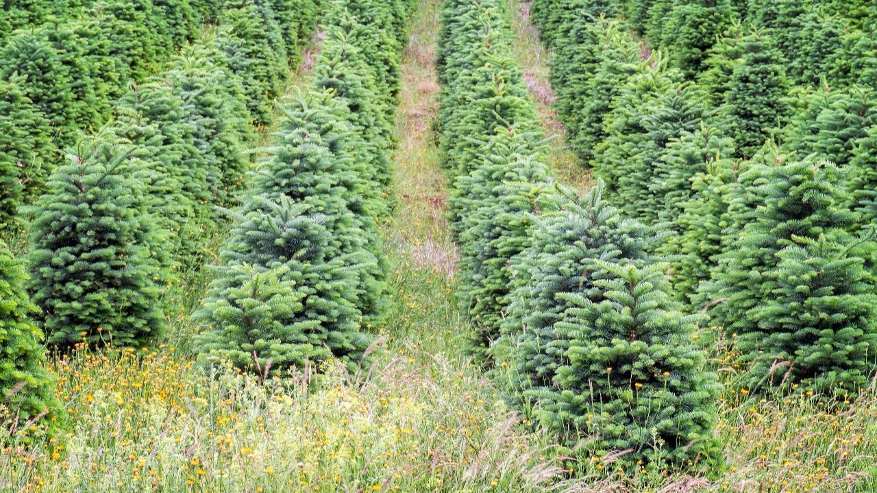 dry weather hurts christmas tree farms in michigan dry weather hurts christmas tree farms in michigan