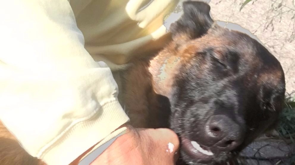 Dog swims for several miles, finds way home after falling off shrimp boat  in Galveston Bay