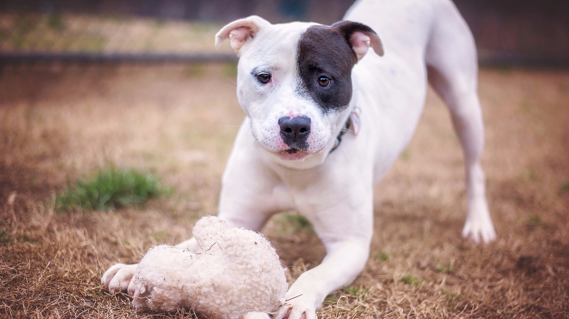 Five dog breeds, including the pit bull terrier, are being banned in this  state