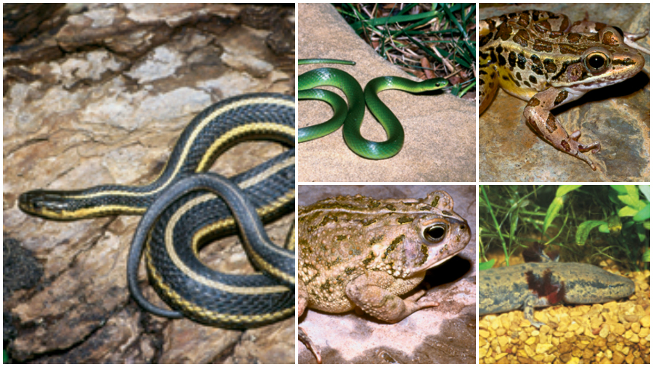 5 Michigan reptiles, amphibians get 'special concern' designation