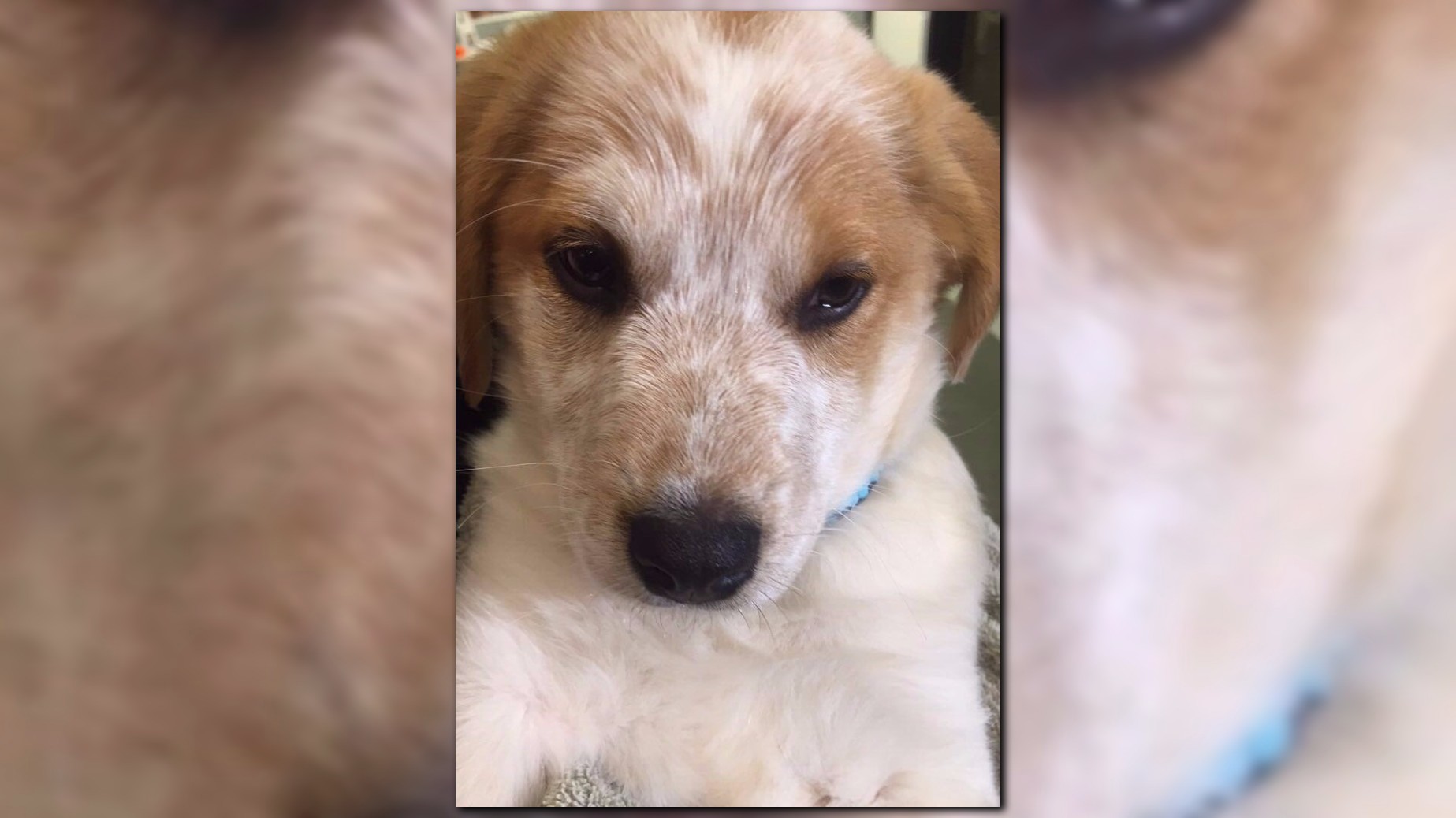 Teacher dedicates time to teaching students about their furry friends - WZZM13.com