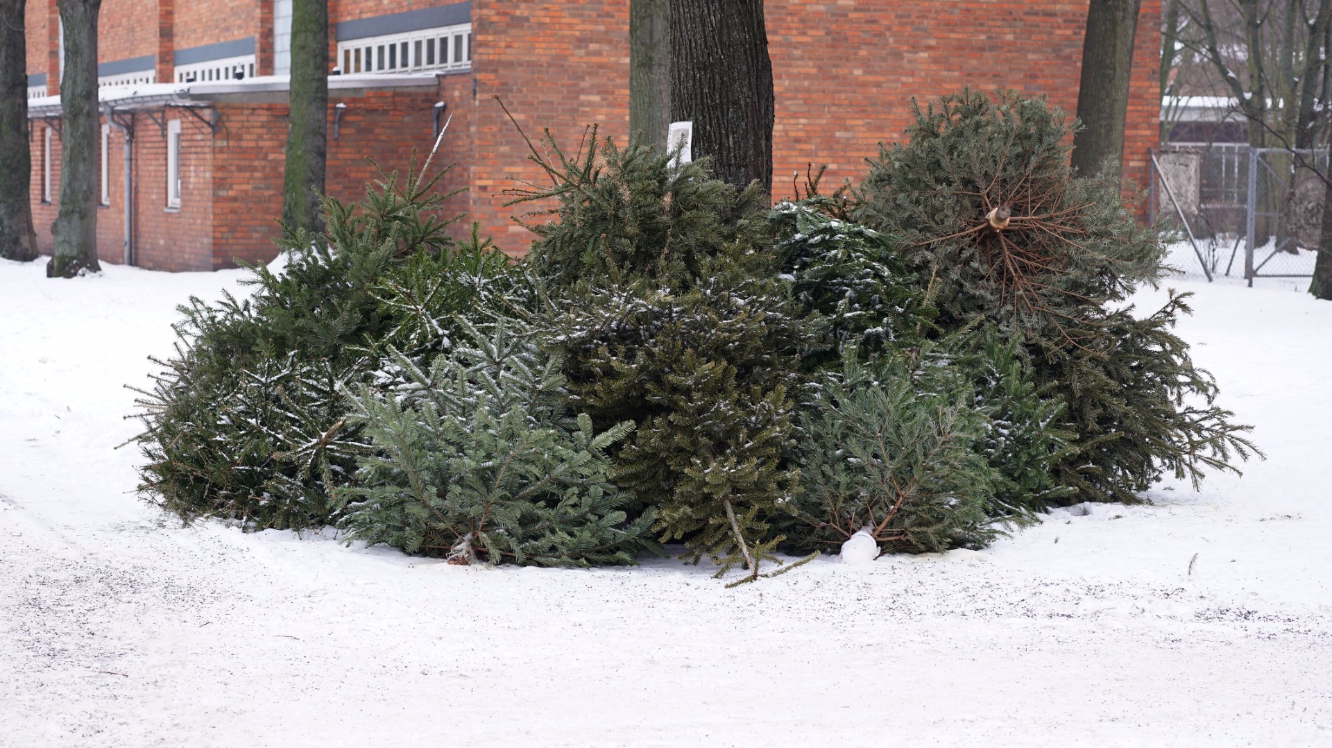 holidays local christmas tree disposal wzzm13 com holidays local christmas tree disposal wzzm13 com