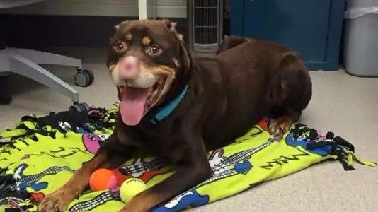 Surgery on mutilated dog successful