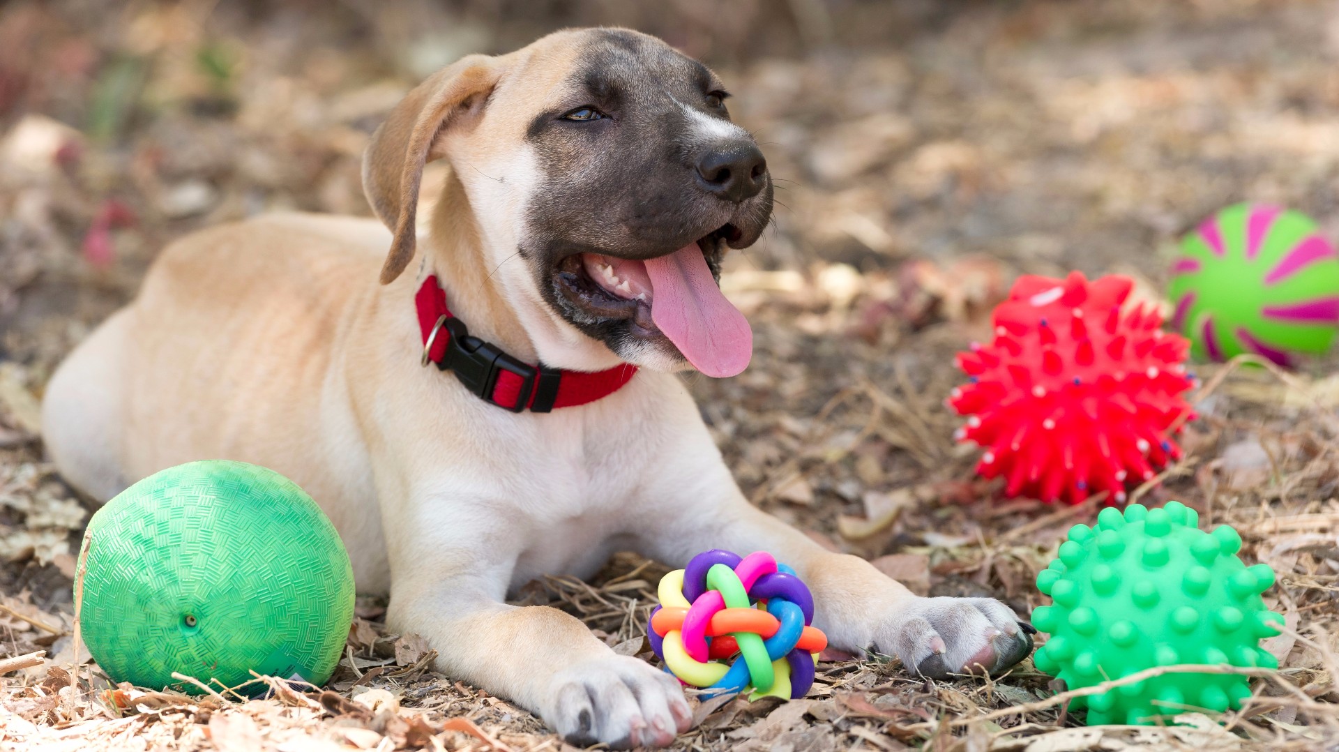 Interactive Toys For Dogs Diy