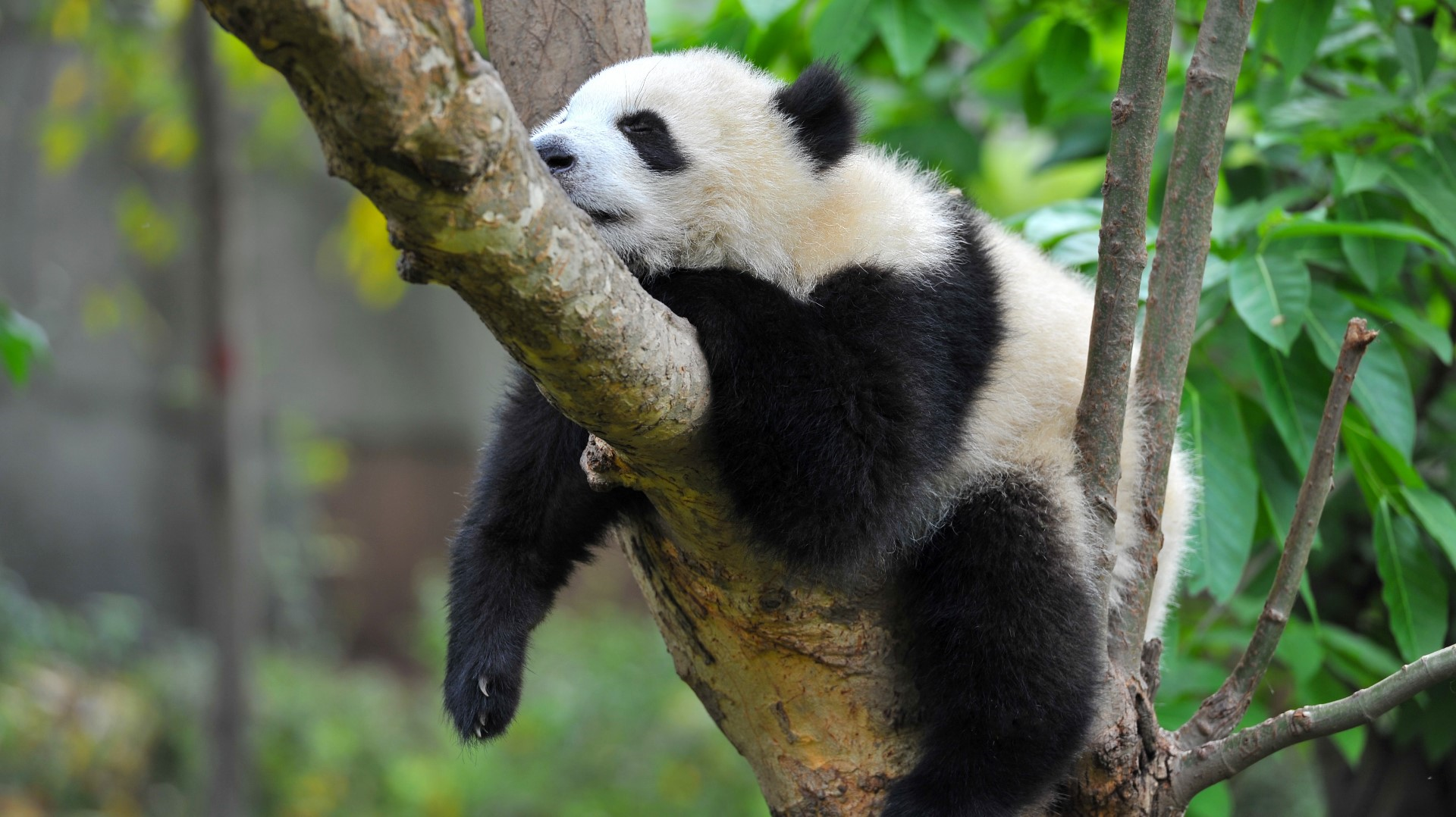 9 facts about pandas (with pictures!) 