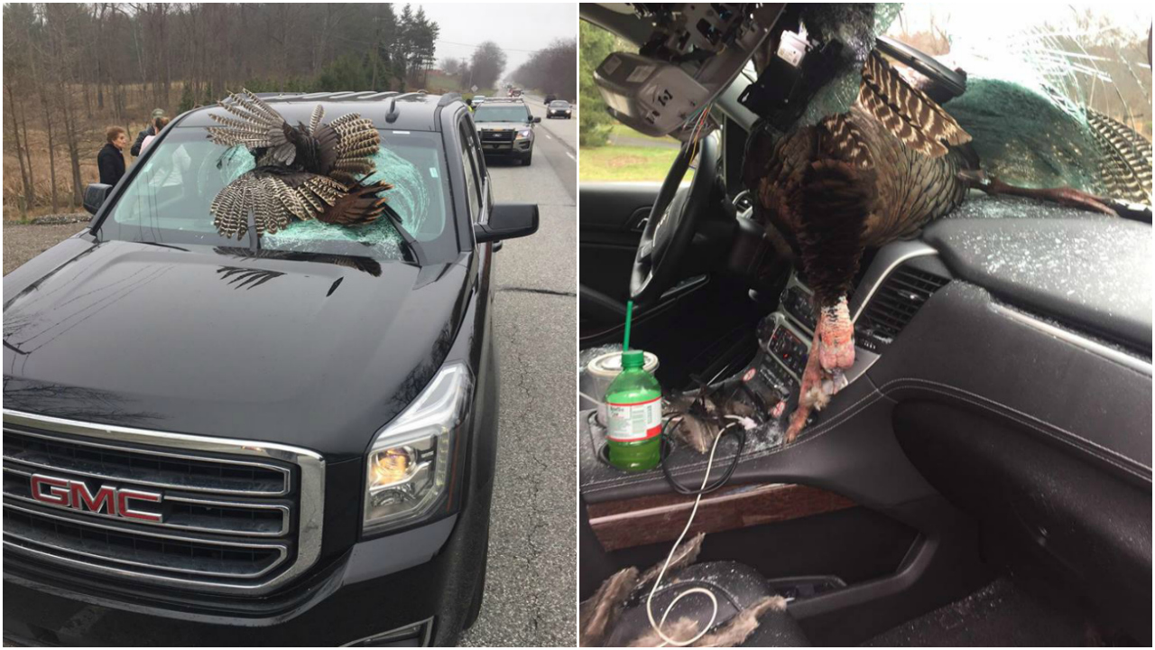 30pound turkey crashes through windshield in northern Indiana