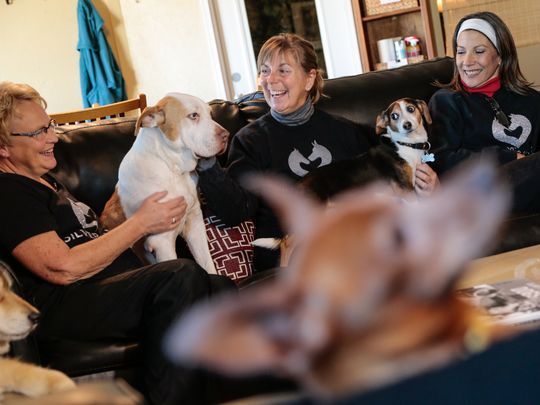 silver muzzle dog rescue and hospice program