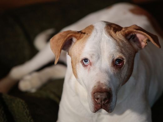 silver muzzle dog rescue and hospice program