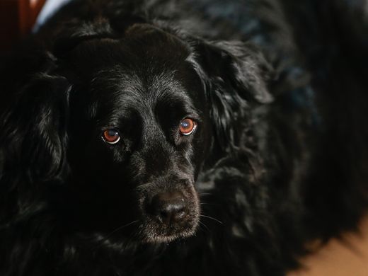 silver muzzle dog rescue and hospice program