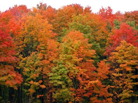 When Michigan S Fall Colors Will Peak In 2017 Wzzm13 Com Coloring Wallpapers Download Free Images Wallpaper [coloring837.blogspot.com]