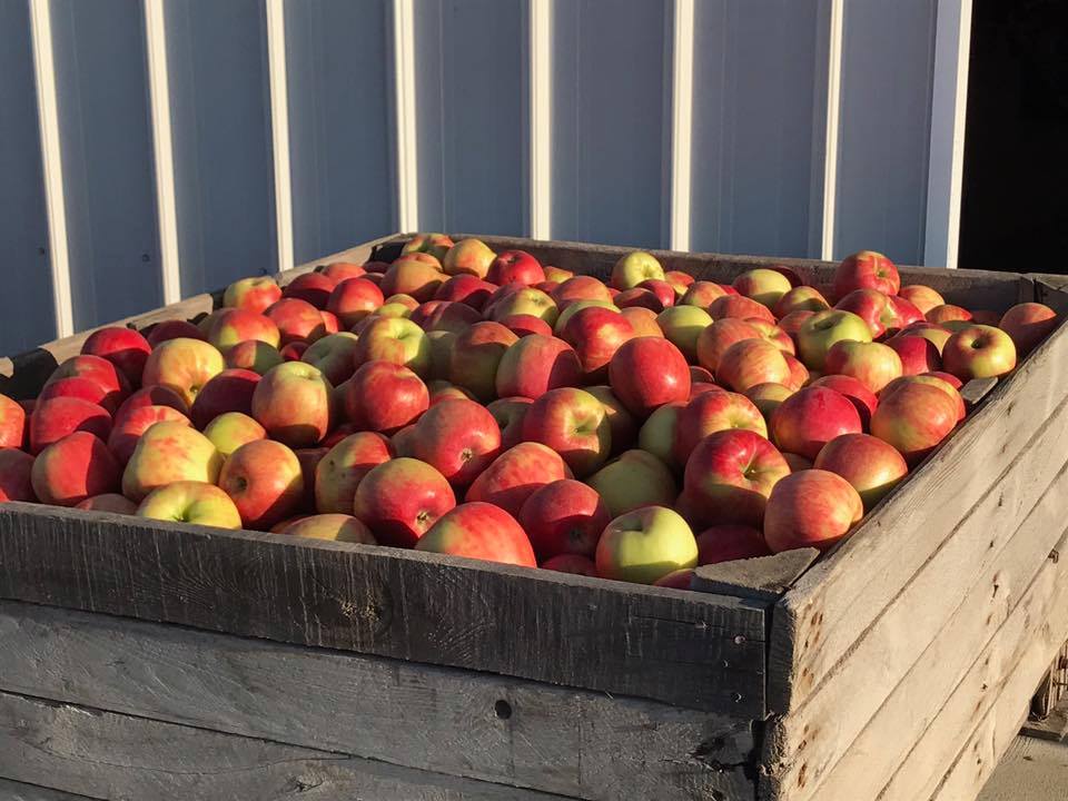 A guide to apple orchards around West Michigan