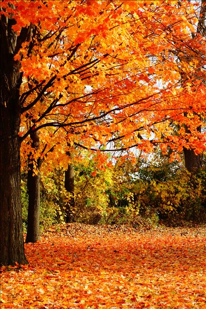 Grand Rapids: Don't burn those fall leaves | wzzm13.com