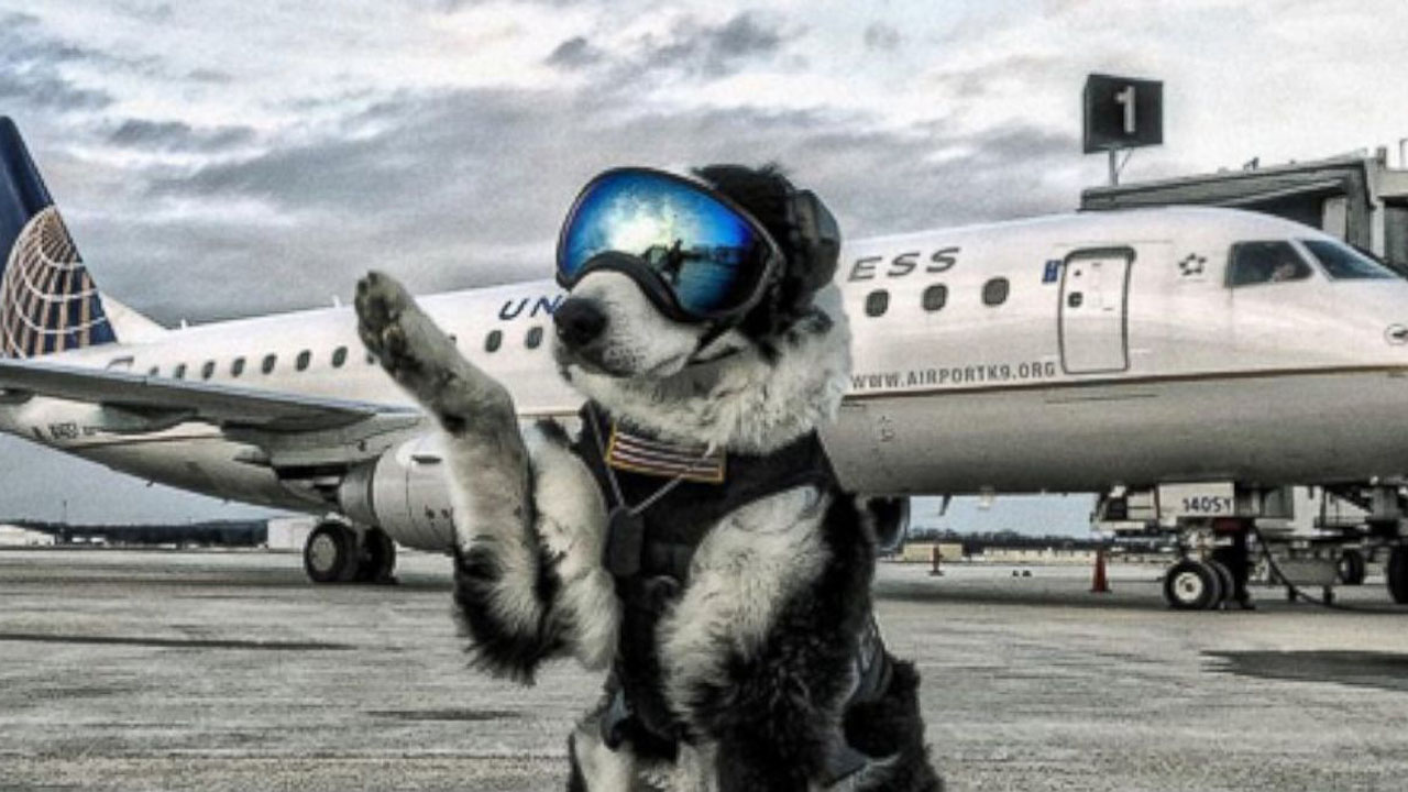 Meet Piper, the airport K-9 who keeps runways safe in Traverse City ...